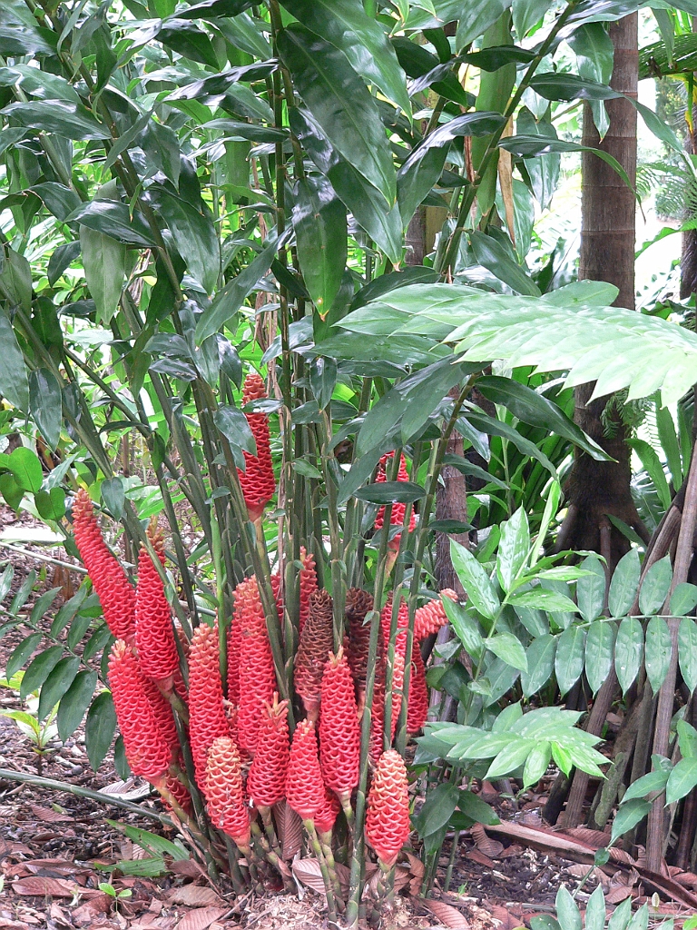 097 Cairns Botanic Gardens.jpg